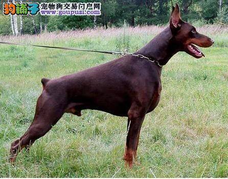 怎样知道不同的食物是如何给杜宾犬带来健康的