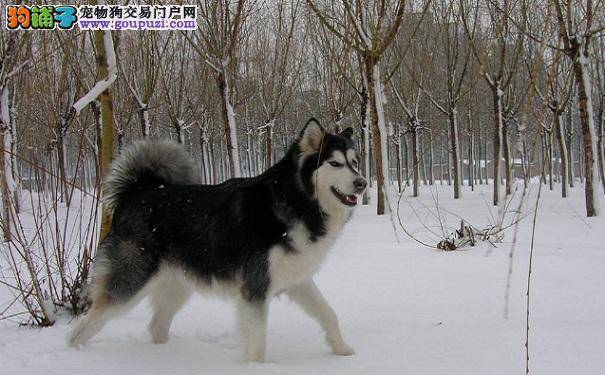 冬天养阿拉斯加雪橇犬的注意事项：防止一氧化碳中毒