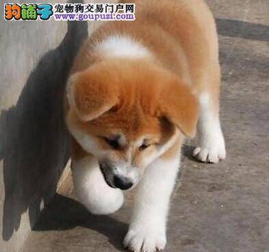 秋田犬有点感冒，咳嗽打喷嚏怎么办