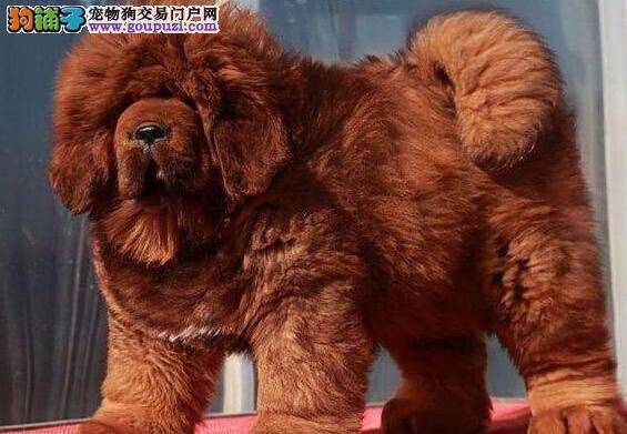 怎样为藏獒选择一个非常舒服的美容院