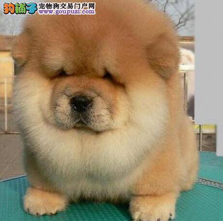 好好训练 天天向上之轻松运用食物刺激法训练松狮犬