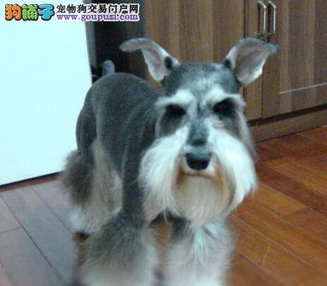 把惯出的毛病改回去 三招解决雪纳瑞挑食问题