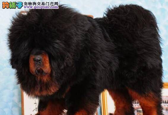 藏獒过于胆小应该怎么办