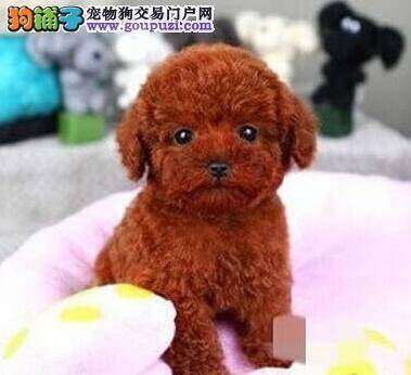 买泰迪犬你一定要熟知的技巧