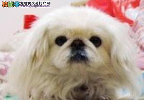 美容销售宝典 如何给京巴犬修剪毛发