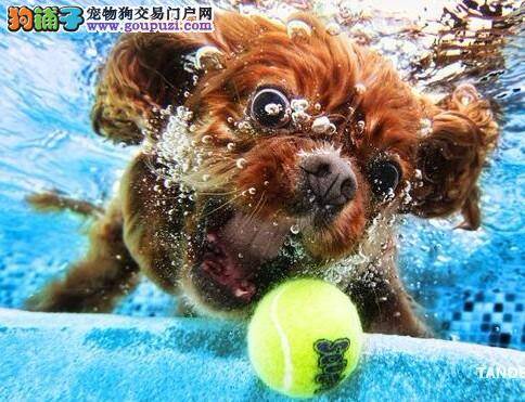 宠物狗水下玩球，样子憨态可掬