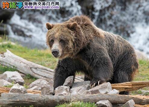 年检证书今年起不收费不赠送狂犬疫苗