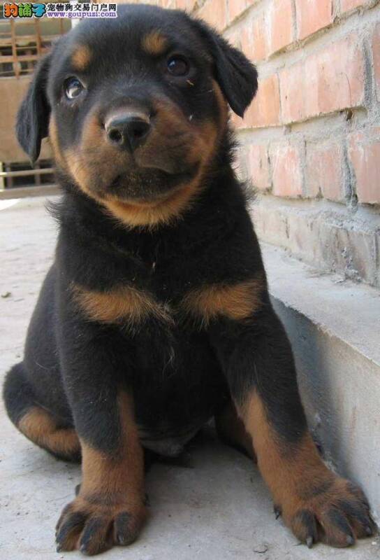 母罗威纳犬都做过绝育手术了为什么还会尿血