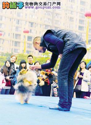 国内最大导盲犬基地即将在河南省动工建设