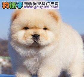 纯种松狮犬的整体特征分为哪些方面