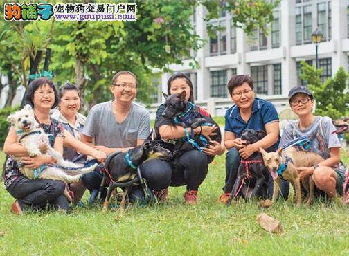 身残志坚求生意识强 残疾犬奔赴国外获新生