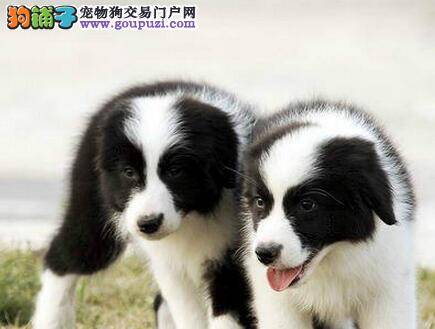 如何让边境牧羊犬非常牛的喝牛奶