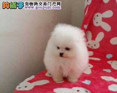 博美犬在冬季一定要禁止吃生冷的食物