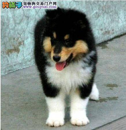 喜乐蒂犬洗完澡拉稀不吃东西发烧怎么办