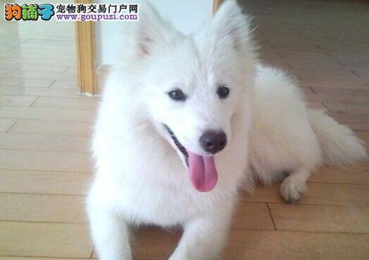 美容小窍门 轻松去除银狐犬身上的皮屑