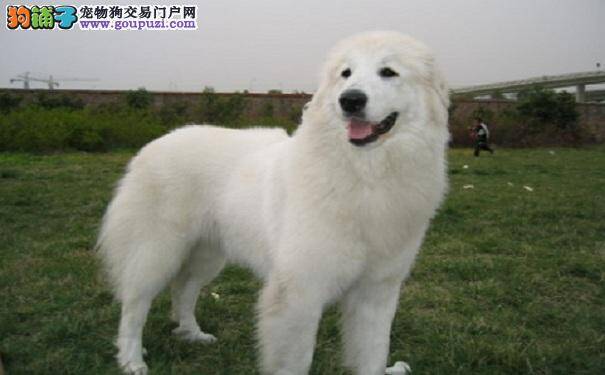 大白熊犬要健康 定期驱虫很重要