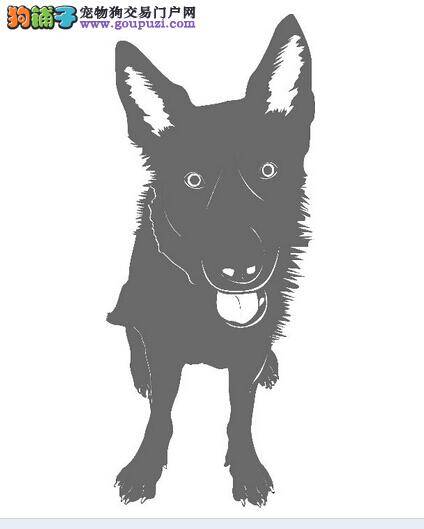 哈市成立服务机构帮助养犬人规范养犬行为