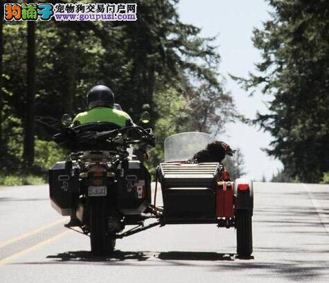 范气十足 狗狗与主人乘坐挂斗摩托车享受旅行