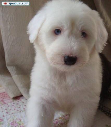 古代牧羊犬流鼻涕，咳嗽不吃不喝是什么病