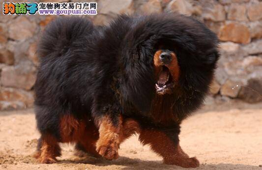 洗澡程序需正确 如何给藏獒幼犬洗澡更容易