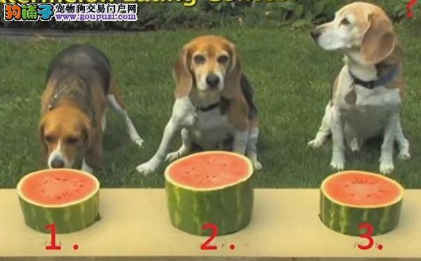 三只米格鲁比赛吃西瓜 获胜狗狗居然……太搞笑