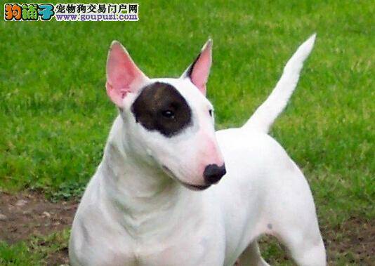 炎炎夏日切忌不要给牛头梗剃光毛发