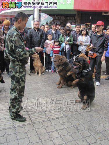 专业驯犬师和他的狗狗学生们的趣事