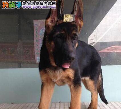 德国牧羊犬咳嗽应吃什么药物能够早日康复