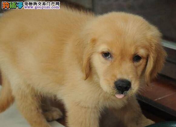 金毛犬最近鼻子有点干，舌头有点热是感冒了吗