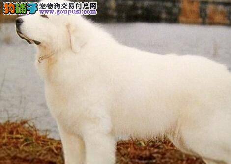 训练有技巧 轻松让大白熊犬学习跳跃和上下攀爬能力