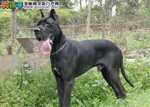 恶习讨人厌 训练大丹犬改掉不良习惯有哪些方法