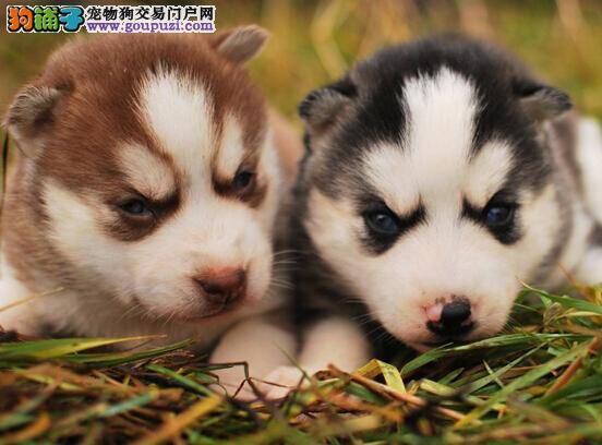 消除紧张感 如何让刚到家的哈士奇从容的面对你