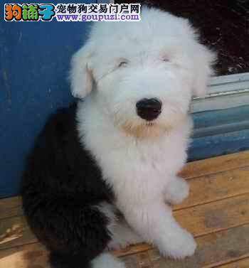 纯种古代牧羊犬的身高与体重标准