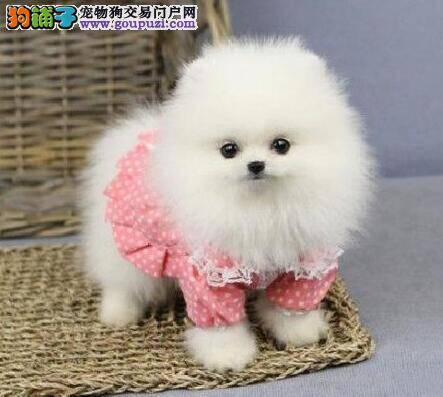 博美犬嘴角发红是什么皮肤病 用什么药治疗