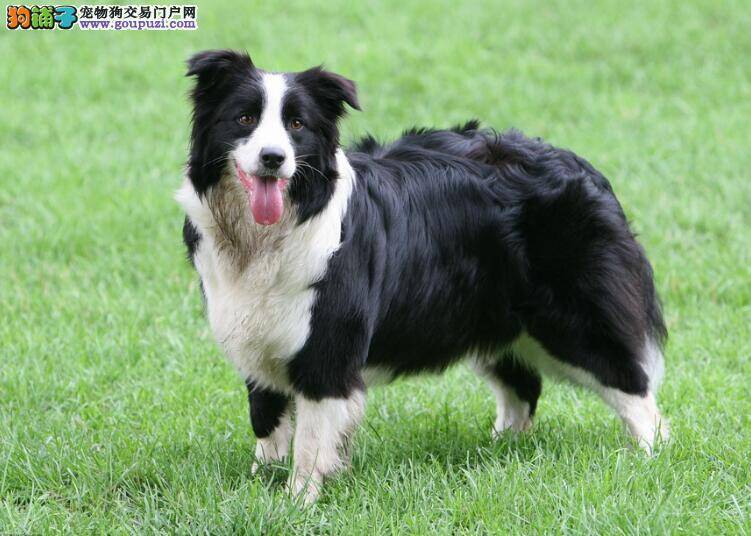 提高狗狗关注度 教你顺利挑选健康的边境牧羊犬