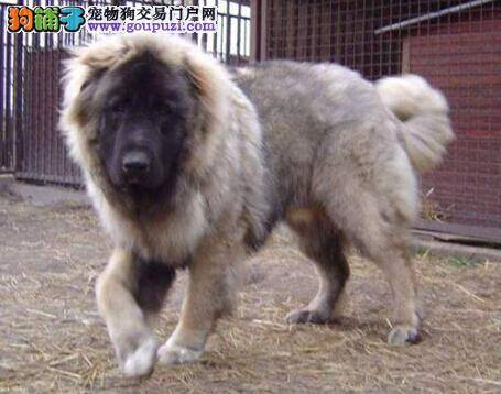 应对高加索犬不愿意修剪趾甲的秘诀