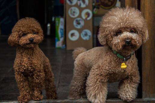 新手喂养贵宾犬，遇到便秘甚是苦恼