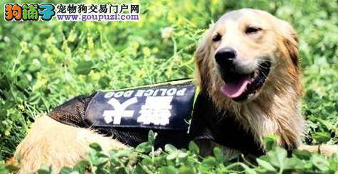 记录警犬生活的点点滴滴