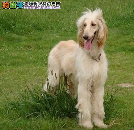 飘逸俊美的高贵犬——阿富汗猎犬