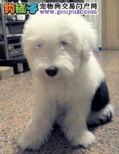 古代牧羊犬的便便很软，放臭屁是怎么了