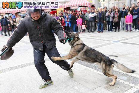 新竹市宣传预防犯罪活动 多只警犬亮相秀技能