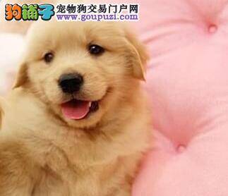 买金毛犬你应该了解哪些方面的常识