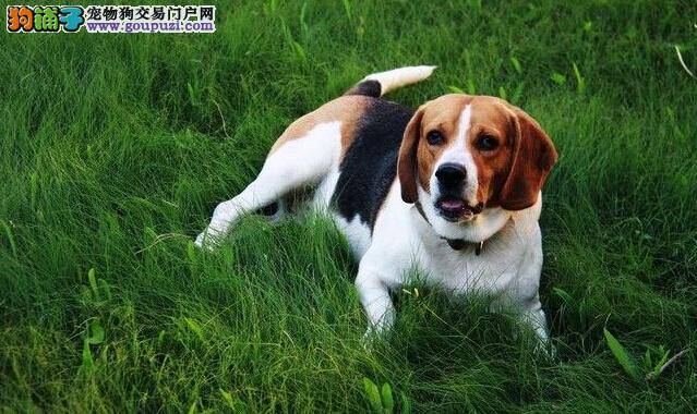 巅峰训练 怎样让比格犬学会在散步期间上厕所