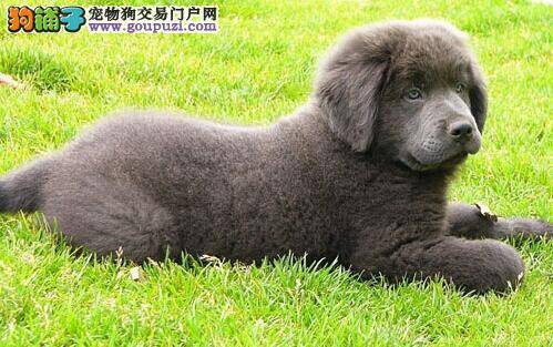 狗狗营养学：给纽芬兰犬补充维生素很重要（上）