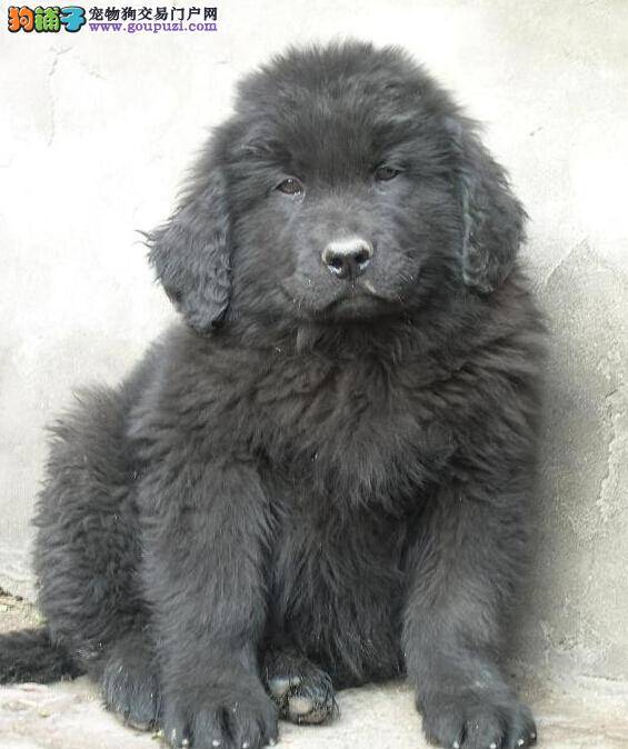 纽芬兰犬生病，食欲下降没事吧