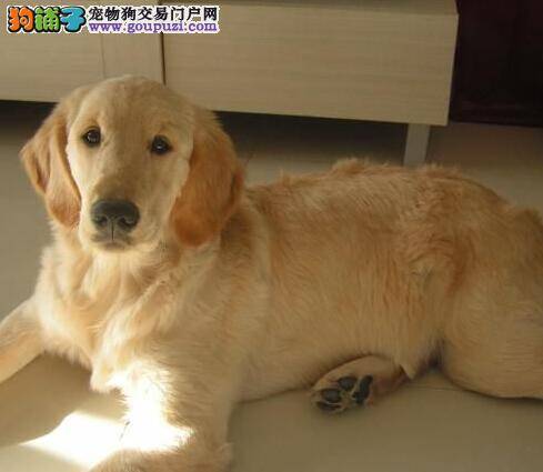 宝宝喂养小辞典 怎样照顾两三个月的金毛犬