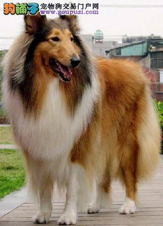 苏格兰牧羊犬的毛发打结怎么办