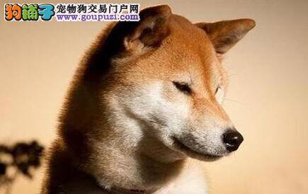 早期训练如何做 教育秋田犬越早越好