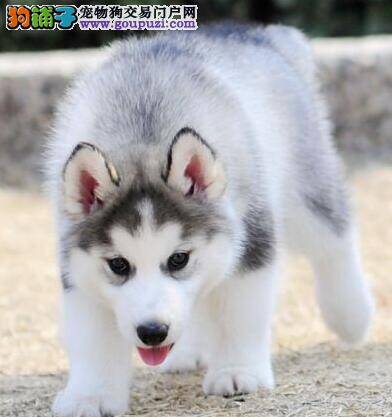 刚买回家的哈士奇都打什么疫苗