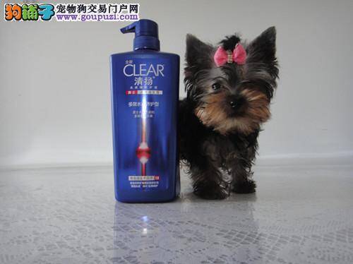 约克夏糊状眼屎特别多怎么清洁